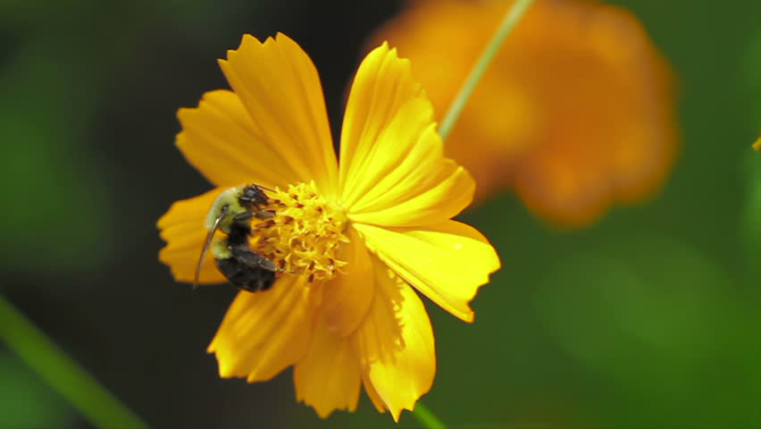 Bee Pollinates Cosmos 