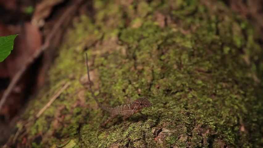 Header of anole