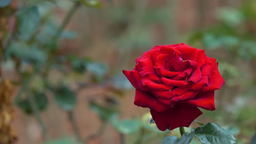 Beautiful Single Rose Flower In Stock Footage Video 100 Royalty