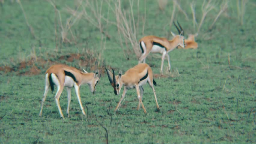 Header of springbok