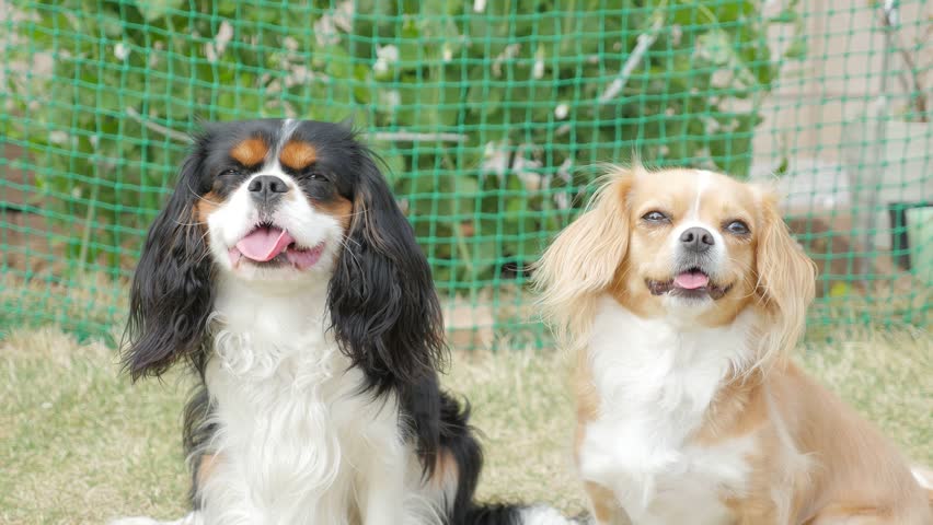 blonde cavalier king charles spaniel