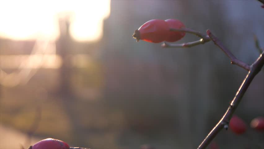 Header of briar