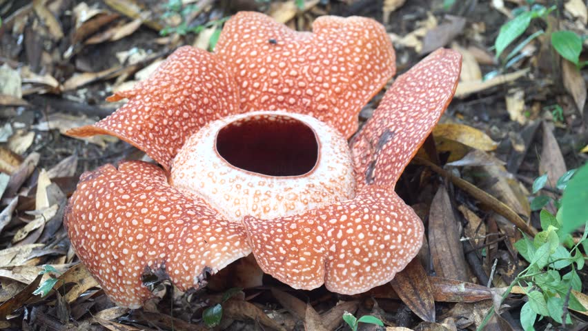 Rafflesia, The Biggest Flower In The World, Borneo. Stock