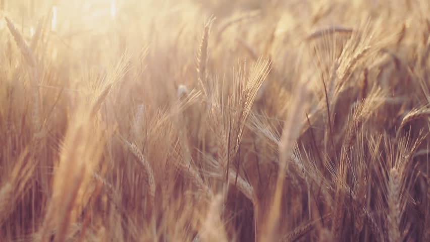 Header of unhurriedly