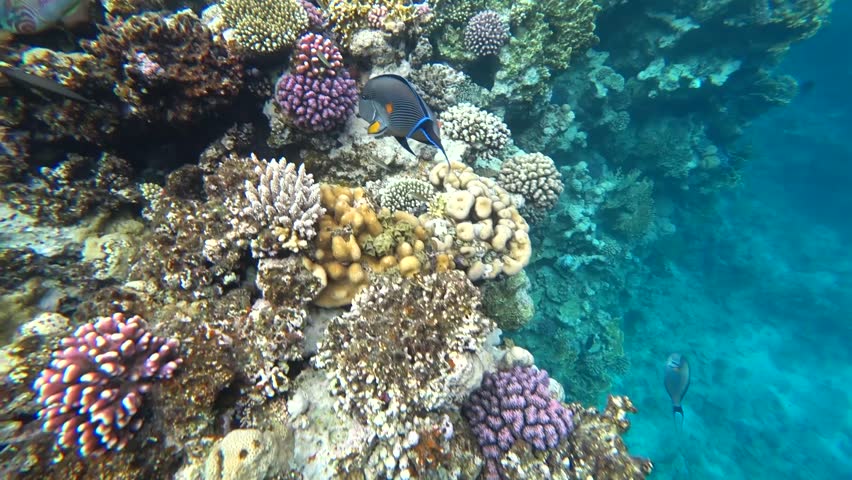 Header of Acanthurus sohal