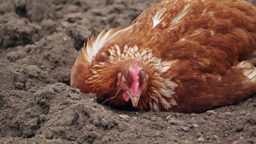 Free Range Chicken Farm Stock Footage Video | Shutterstock