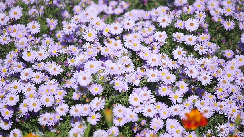 Header of Alpine Aster