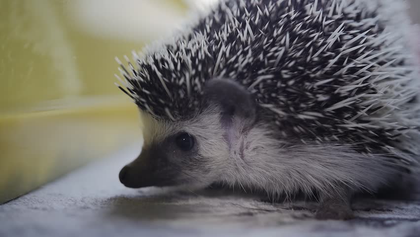 Cute Little Hedgehog Pet Sitting Stock Footage Video 100 Royalty Cute Little Hedgehog Pet Sitting In Apartment Rises It Needles To Protect Itself Close Up Shot