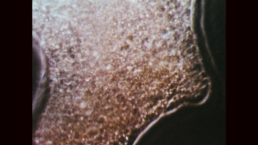 Header of endoplasm