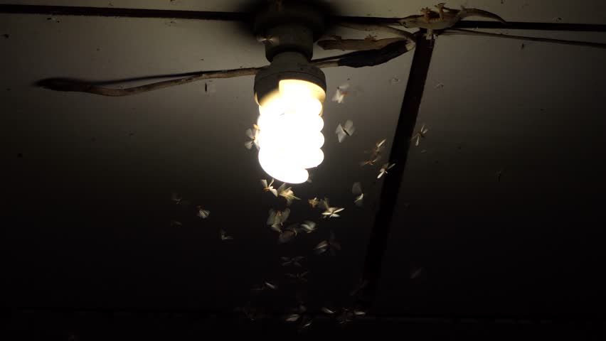 Fluorescent Light Bulb Footage Page 9 Stock Clips Moths Termites And Insects Playing Bulb Light At Night