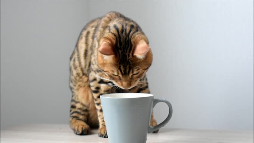 Header of paw