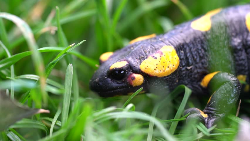 Squeezing man yellow and black salamander pictures wet pussy porn