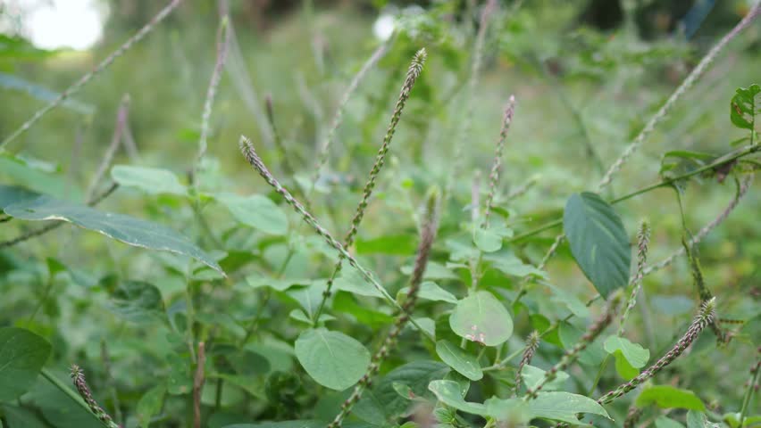 Achyranthes Aspera Linn. Amaranthaceae. Stock Footage Video (100% ...