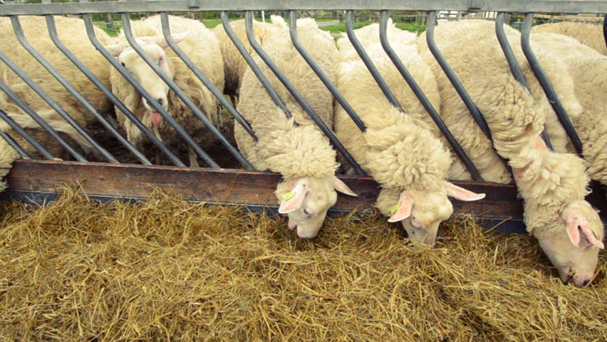 Self Feeder Stock Video Footage 4k And Hd Video Clips Shutterstock
