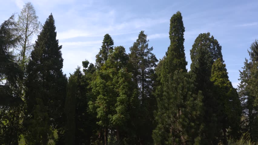 Header of pinetum