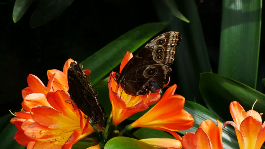 Header of Morpho