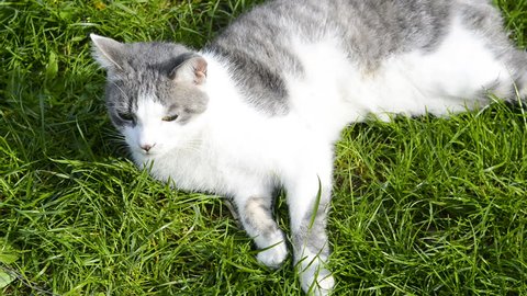 Cute Siberian Husky Puppy Lying Stockvideos Filmmaterial 100
