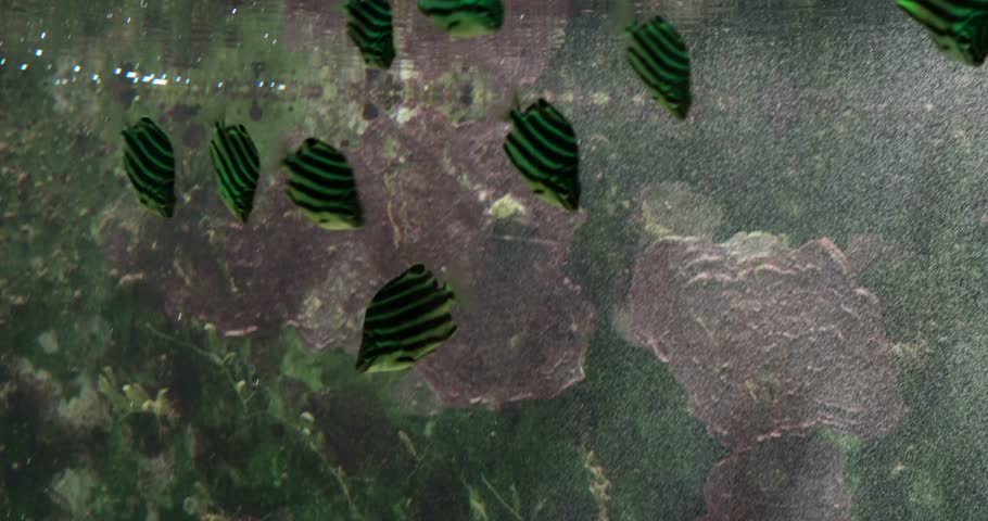 Header of Stripey
