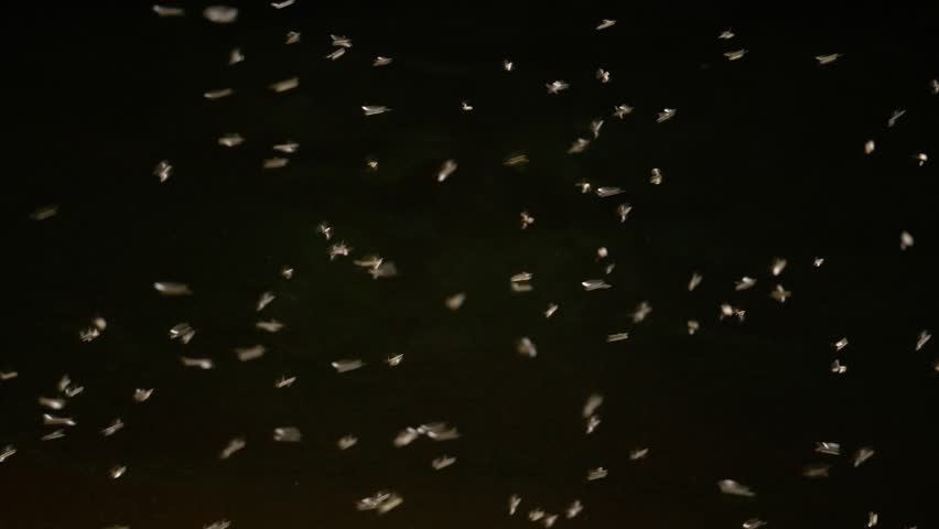 Mayfly image - Free stock photo - Public Domain photo - CC0 Images