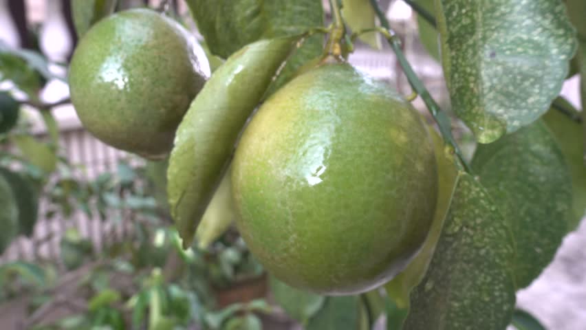 Pluck From The Tree fruits Footage Stock Clips