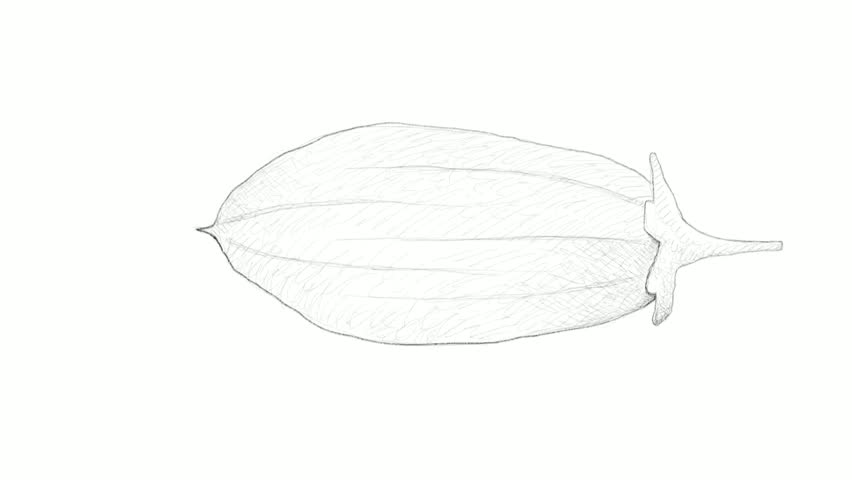 Header of Adansonia