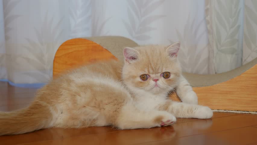 Cute Exotic Shorthair Kitten Stock Footage Video 100 Royalty