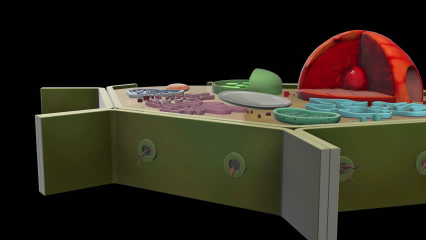 Header of cytoplasm