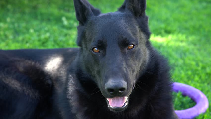 Cute Black German Shepherd Dog Stock Footage Video 100