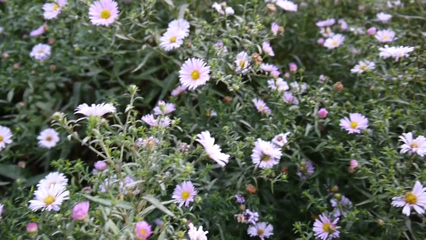 Header of perennial
