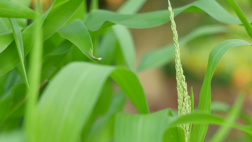 Header of panicle