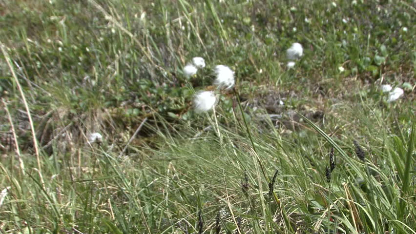 Header of cottongrass