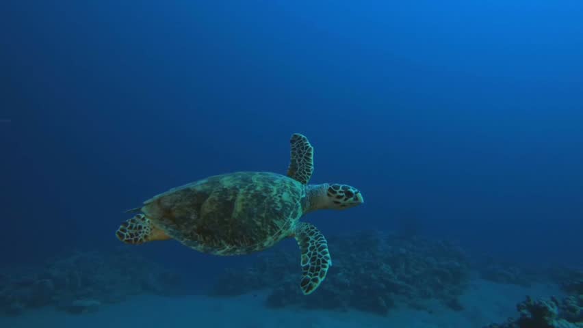 Sea turtle swimming picture image - Free stock photo - Public Domain ...