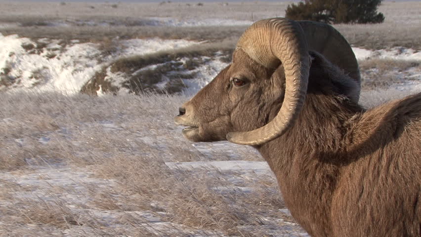 Bighorn Ram Closeup image - Free stock photo - Public Domain photo - CC0 Images