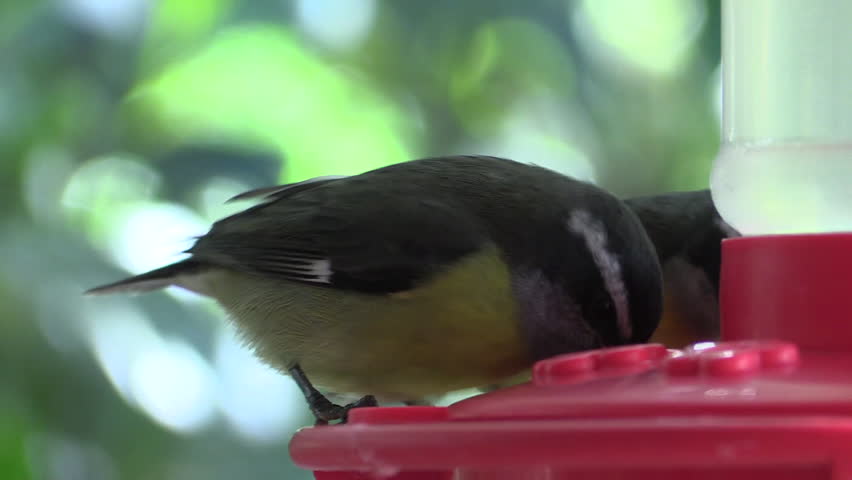 Bananaquit Eating Nectar Hummingbird Feeder Stock Footage