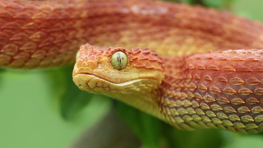 Venomous Bush Viper - After Stock Footage Video (100% Royalty-free ...