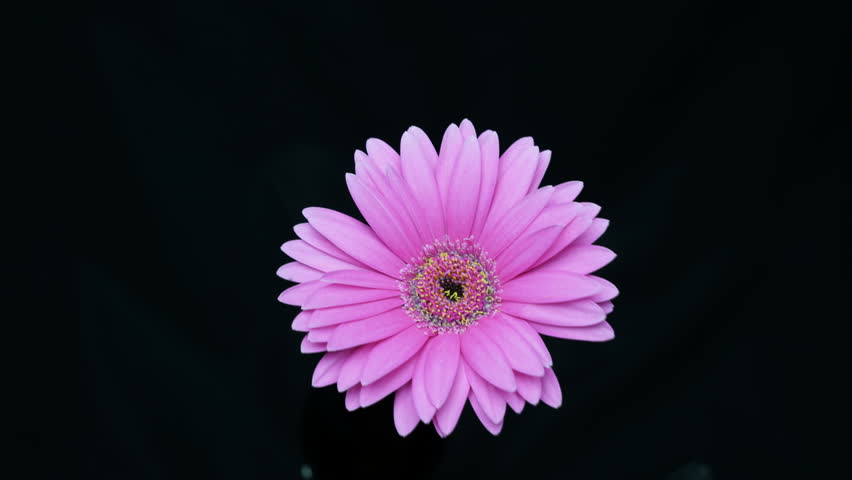 Header of African daisy