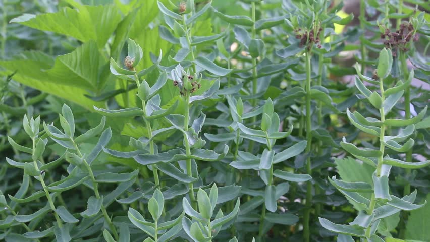 Header of rhodiola