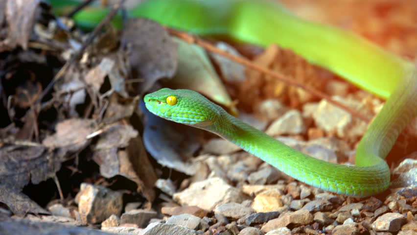 Venomous Viper Snake image - Free stock photo - Public Domain photo ...