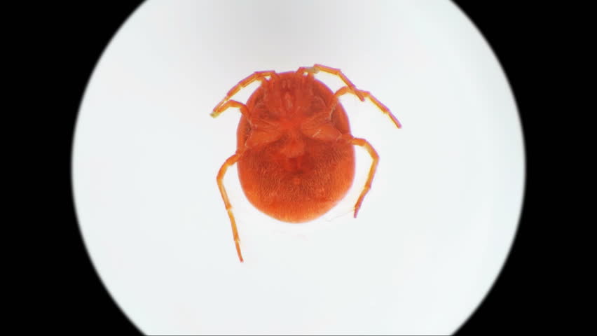 Image result for mites hydrachnidia