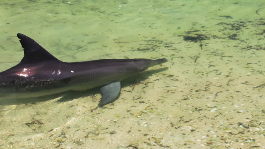 A medium shot of dolphins swimming under the water. Camera tracks the movement of the dolphin