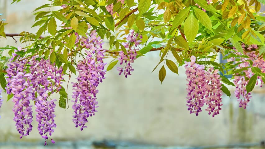 Wisteria Sinensis (chinese Wisteria) is Stock Footage