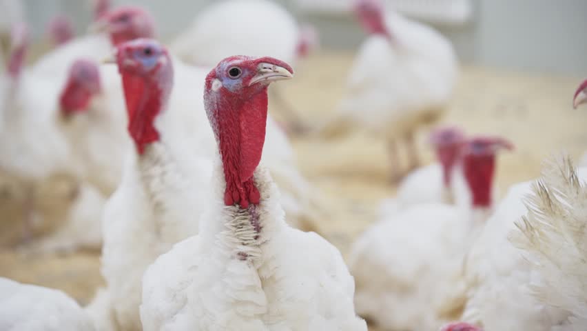 Turkey with white feathers and red small appendage looks at other turkeys in confusion around room at poultry farm