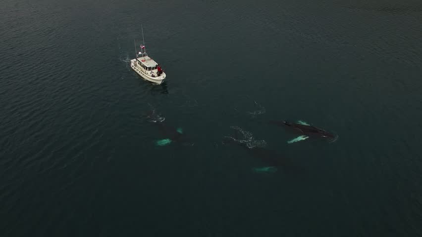 Blue Whale Blowhole image - Free stock photo - Public Domain photo ...