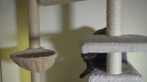 Large Gray Cat Climbing At Stock Footage Video 100 Royalty