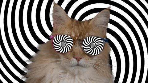 Beautiful cool disco cat with hypnotic sunglasses