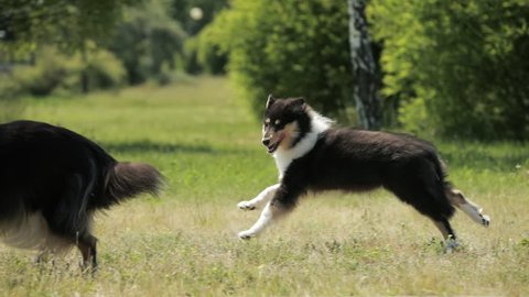 Long Haired Collie Stock Video Footage 4k And Hd Video Clips
