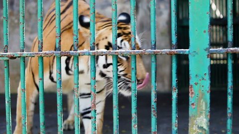 closeup bengal tiger walks behind stock footage video 100 royalty free 1014107615 shutterstock shutterstock