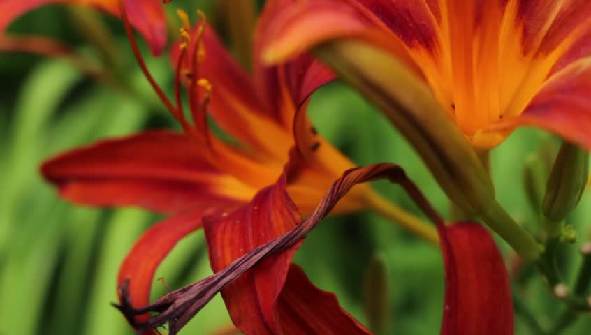 Orange Tiger Lily image - Free stock photo - Public Domain photo - CC0 ...