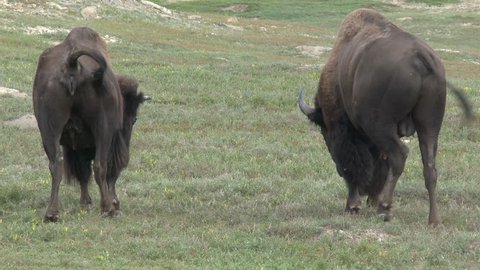 Ox And Cow Xxx Video Com - Bison Bull Cow Adult Pair Breeding Stock Footage Video (100% Royalty-free)  1014936595 | Shutterstock