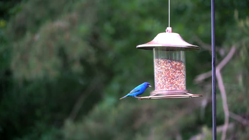 A Beautiful Blue Male Indigo Stock Footage Video 100 Royalty